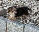 Small #1 Yo-Chon