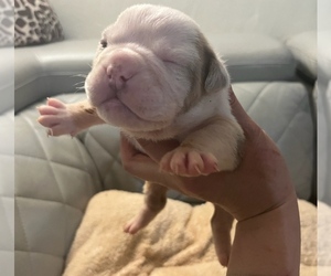 English Bulldog Puppy for sale in GREENVILLE, NC, USA