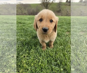 Golden Retriever Puppy for Sale in WILLIAMSTOWN, Kentucky USA