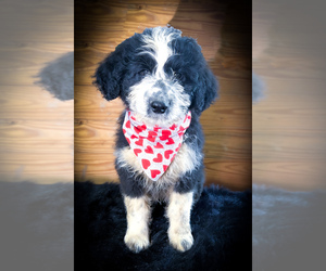 Aussiedoodle Puppy for sale in WARSAW, NY, USA