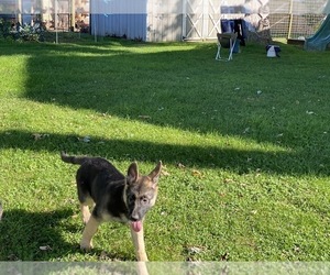 German Shepherd Dog Puppy for sale in LANCASTER, PA, USA