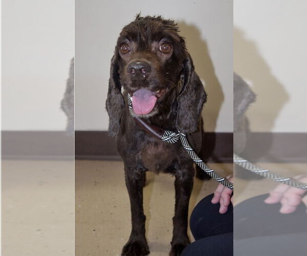 Medium Photo #1 Cocker Spaniel Puppy For Sale in Mundelein, IL, USA