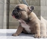 Small #1 French Bulldog