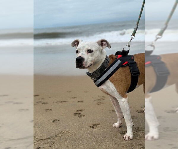 Medium Photo #11 Mutt Puppy For Sale in Virginia Beach, VA, USA