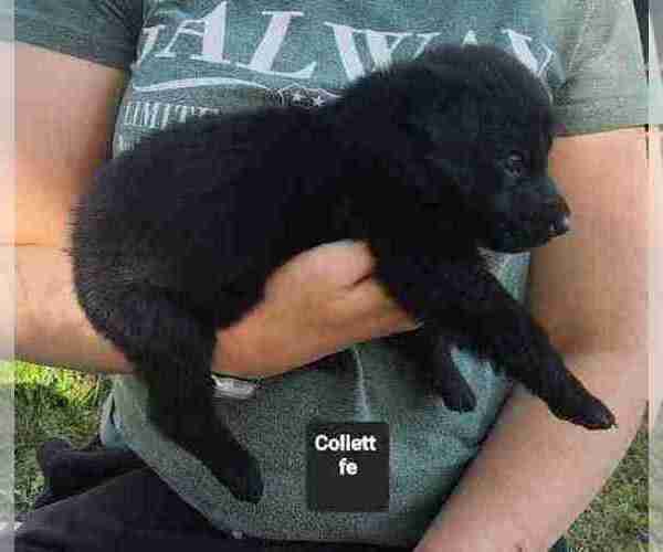 Medium Photo #17 German Shepherd Dog Puppy For Sale in KANSAS CITY, MO, USA