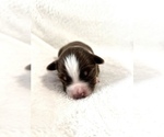 Small Photo #4 Miniature Australian Shepherd Puppy For Sale in OKLAHOMA CITY, OK, USA