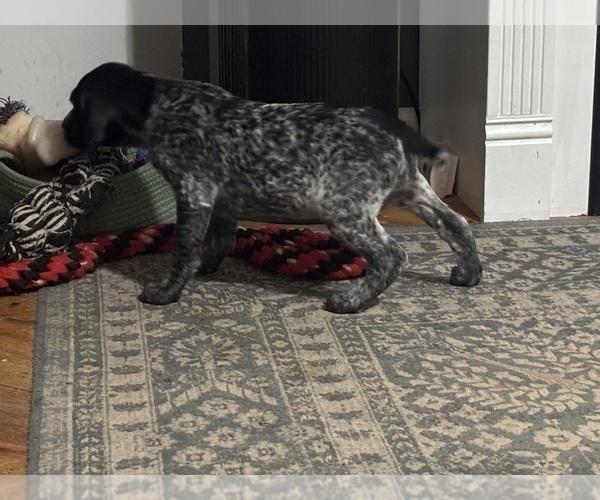Medium Photo #4 German Shorthaired Pointer Puppy For Sale in STATE COLLEGE, PA, USA