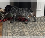 Small Photo #37 German Shorthaired Pointer Puppy For Sale in STATE COLLEGE, PA, USA
