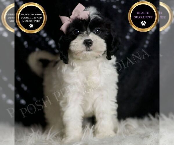 Medium Photo #6 Cavapoo (Miniature) Puppy For Sale in WARSAW, IN, USA