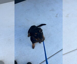 26-369 Murphy - Male Rottweiler Dog for Adoption - Photo #2