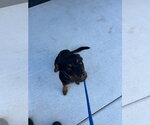 Small Photo #2 Rottweiler Puppy For Sale in Tarboro, NC, USA