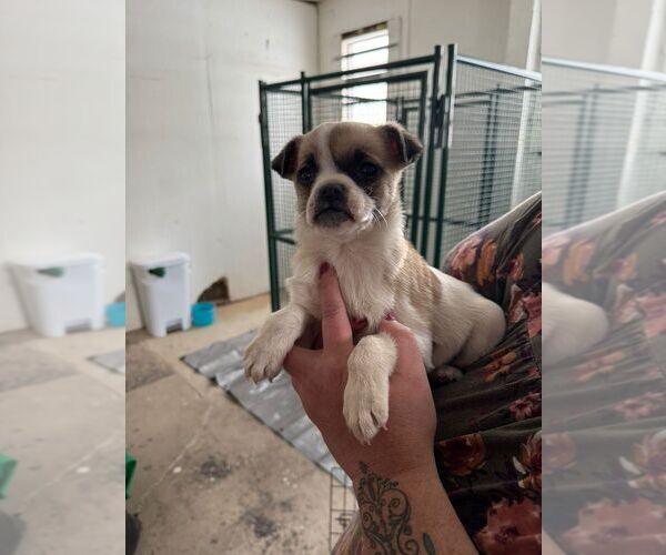 Medium Photo #3 Pug-Unknown Mix Puppy For Sale in Calgary, Alberta, Canada