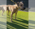 Small #1 Mutt