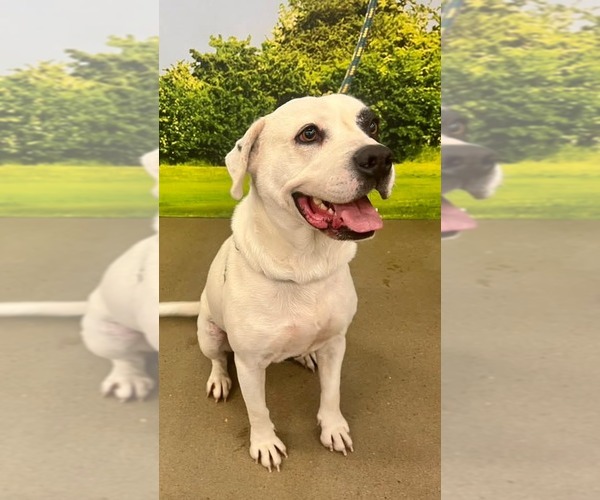 Medium Photo #15 American Pit Bull Terrier-Unknown Mix Puppy For Sale in Munford, TN, USA