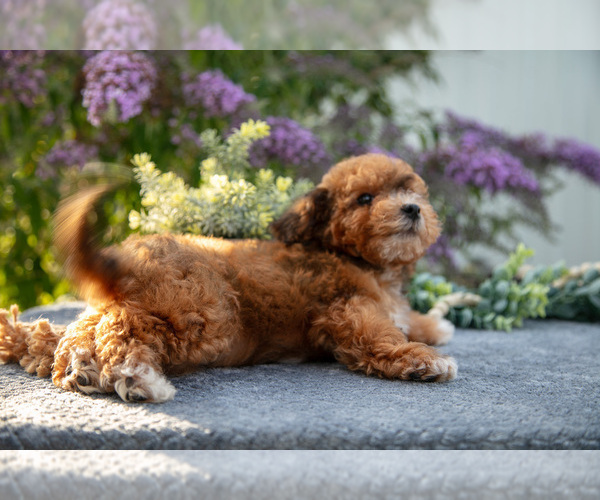 Medium Photo #2 Poovanese Puppy For Sale in CAPAC, MI, USA