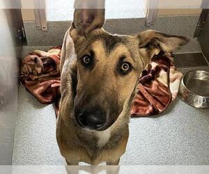 German Shepherd Dog Dogs for adoption in Orange, CA, USA