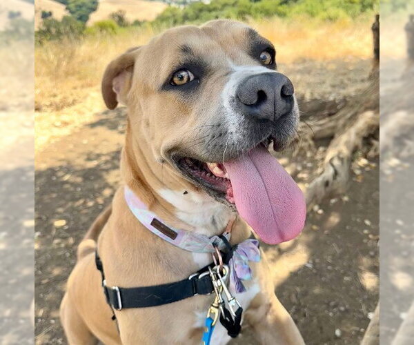 Medium Photo #5 Mastiff-Unknown Mix Puppy For Sale in Alameda, CA, USA