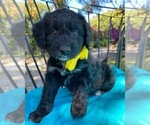 Small Photo #2 Golden Mountain Doodle  Puppy For Sale in AUBURNDALE, FL, USA