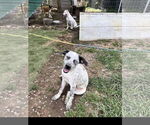 Small #2 Mutt