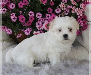 Mal-Shi Puppy for sale in APPLE CREEK, OH, USA