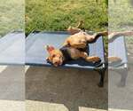 Small #7 American Staffordshire Terrier-Rhodesian Ridgeback Mix