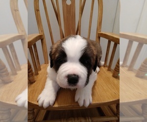 Saint Bernard Puppy for sale in PEQUOT LAKES, MN, USA
