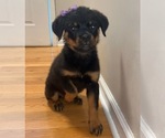 Small #4 Rottweiler