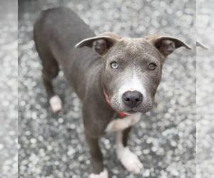 American Pit Bull Terrier-Unknown Mix Dogs for adoption in Shermans Dale, PA, USA