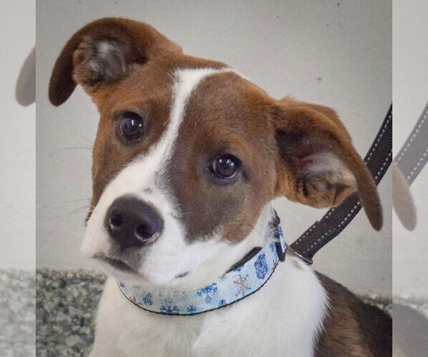 Medium Photo #1 Border Collie-Collie Mix Puppy For Sale in Huntley, IL, USA