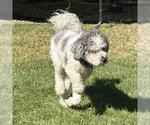 Small #3 Poodle (Miniature) Mix