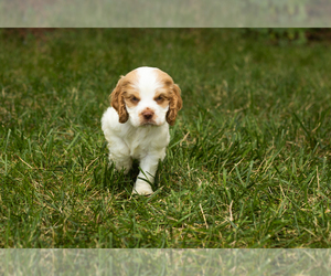 Cocker Spaniel Puppy for sale in NAPPANEE, IN, USA