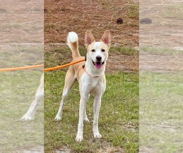 Medium Photo #4 Mutt Puppy For Sale in Canton, CT, USA