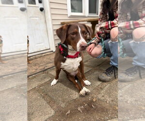 Sally aka Spunky Sully - Female Lab-Pointer Dog for Adoption - Photo #2