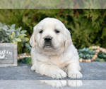 Puppy Micah English Cream Golden Retriever
