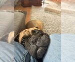 Small Photo #3 Bullmastiff Puppy For Sale in Cranford, NJ, USA