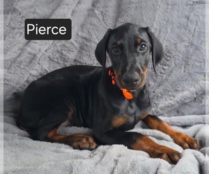 Doberman Pinscher Puppy for sale in POMEROY, OH, USA