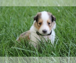 Collie Puppy for sale in KINGSPORT, TN, USA