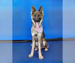 Small #1 German Shepherd Dog
