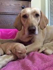 Mother of the Labrador Retriever puppies born on 05/01/2017