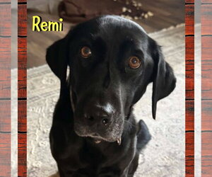 Remi - Female Labrador Retriever Dog for Adoption - Photo #2