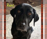 Small Photo #2 Labrador Retriever Puppy For Sale in Red Lodge, MT, USA