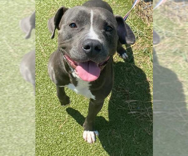Medium Photo #1 American Pit Bull Terrier-Unknown Mix Puppy For Sale in Fayetteville, NC, USA