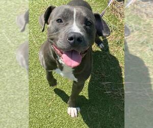 American Pit Bull Terrier-Unknown Mix Dogs for adoption in Fayetteville, NC, USA
