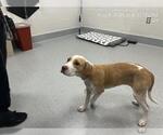 Small Labrador Retriever Mix