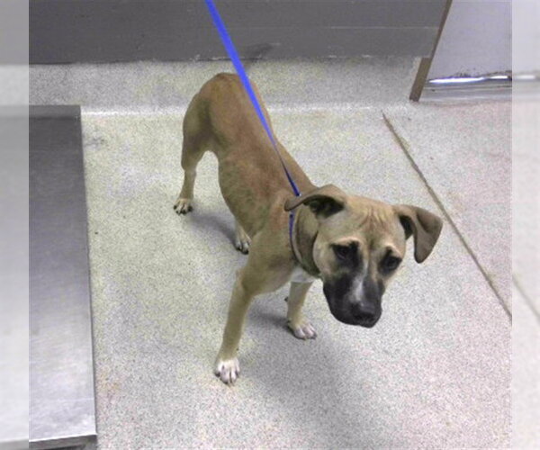 Medium Photo #1 Black Mouth Cur-Unknown Mix Puppy For Sale in Tallahassee, FL, USA