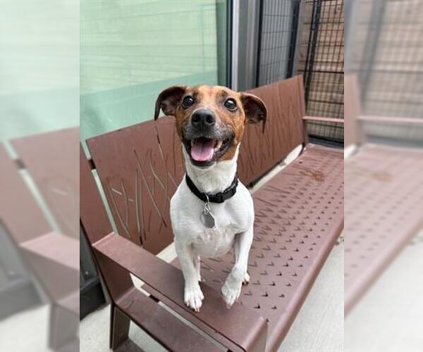 Medium Photo #1 Mutt Puppy For Sale in Brighton, CO, USA