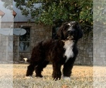 Small Photo #2 Sheepadoodle Puppy For Sale in BURNET, TX, USA