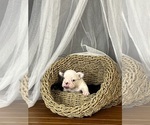 Small #13 French Bulldog