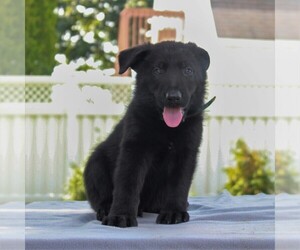 German Shepherd Dog Puppy for sale in KINZERS, PA, USA