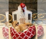 Small #26 Golden Retriever